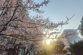 蒙城一中校园花韵